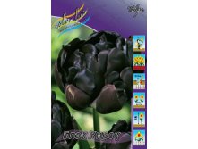 tulipa_black_hero_1598ya._pp_10yaya.jpg