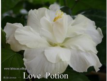 087 - Love Potion.jpg