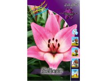 Lilium Beyonce 142,6.  10.jpg