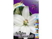 Lilium Bright Diamond 116,4.  10.jpg