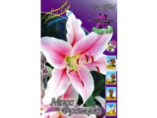 Lilium Miss France 229,6.  10.jpg