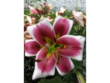 Lilium Solid Red NEW 273,6.  10.jpg