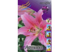 lilium_aktiva_1373ya._pp_10yaya.jpg