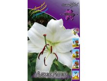 lilium_alma_ata_1164ya._pp_10yaya.jpg