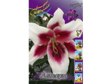 lilium_altari_2422ya._pp_10yaya.jpg