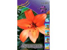 lilium_amateras_1247ya._pp_10yaya.jpg