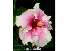 091 - Tarantella.jpg