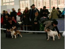 ВЫСТАВКА РАНГА CACIB НИЖНИЙ НОВГОРОД 24/11/2012
