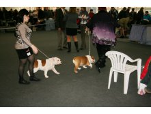 ВЫСТАВКА РАНГА CACIB НИЖНИЙ НОВГОРОД 24/11/2012