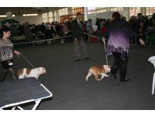 ВЫСТАВКА РАНГА CACIB НИЖНИЙ НОВГОРОД 24/11/2012