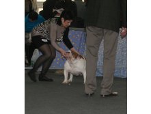 ВЫСТАВКА РАНГА CACIB НИЖНИЙ НОВГОРОД 24/11/2012