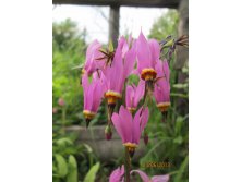 IMG_0902.JPG