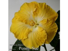 095 - Penny Sue.jpg