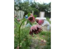 IMG_0938.JPG