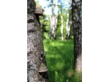 IMG_5366.jpg