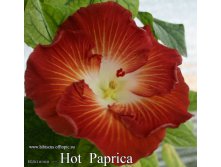 104 - Hot Paprica.jpg