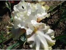 Ring araund Rose.JPG