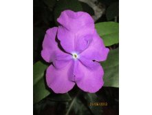 IMG_1035.JPG