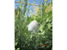 IMG_1064.JPG