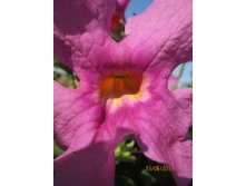 IMG_1068.JPG