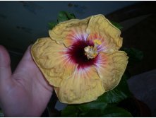T.Tiger