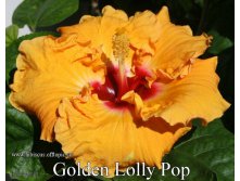 120 - Golden Lolly Pop.jpg