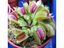 Insectivorous-plants-home-garden-Seeds-color-seed-bonsai-home-garden-garden-supply.jpg