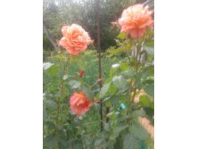 20130622_152335.jpg
