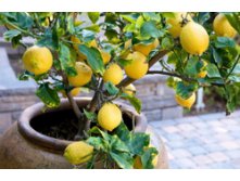 lemon-tree-container-550x364.jpg