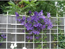 clematis_on_trellis_after.jpg