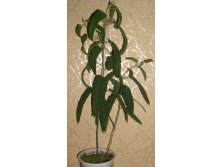 эвкалипт лимонный