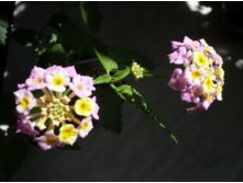 Lantana camara (Fabiola) ()