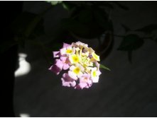 Lantana camara (Fabiola) ()