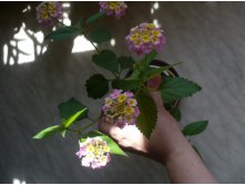 Lantana camara (Fabiola) ()