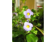 IMG_0105.JPG