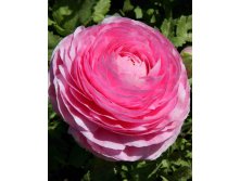   Ranunculus PINK.jpg