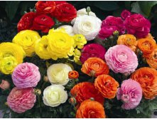    Ranunculus mixed.jpg