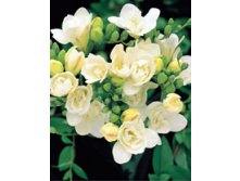                     Freesia doubleflowering WHITE.jpg