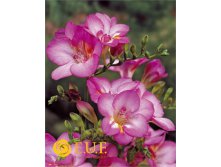     Freesia doubleflowering PINK.jpg