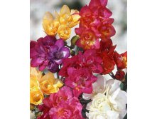           Freesia doubleflowering mixed.jpg