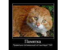 demotivatory-cat-f-it-ru48.jpg