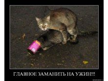 demotivatory-cat-f-it-ru96.jpg