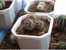 -Mammillaria shumannii ,-Mammillaria carmenae 