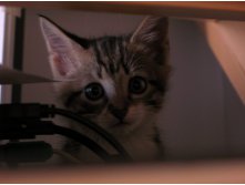 Трогательный кот