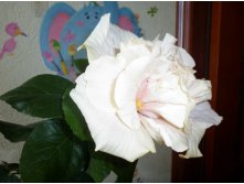 Bride's Bouquet