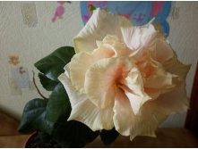 Bride's Bouquet