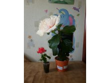 Bride's Bouquet  
