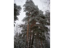сосны