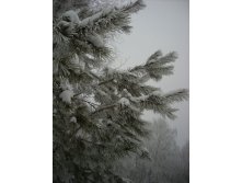 приукрасились инеем