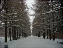 аллея к морю